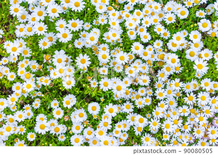 Kanshirogiku的密集盛開的白色花朵 90080505