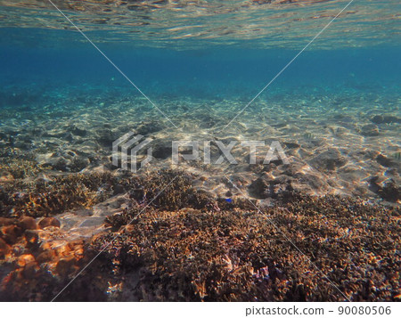 珊瑚礁的水下攝影 珊瑚礁的水下攝影 90080506