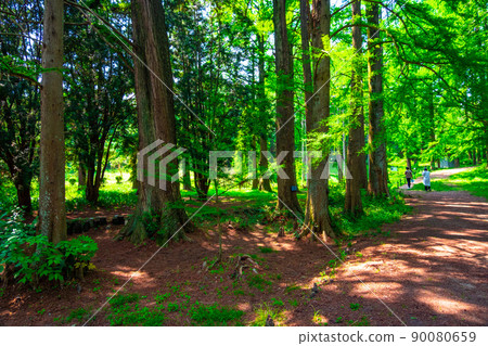 Bald cypress and metasequoia forest Bald cypress and metasequoia forest 90080659