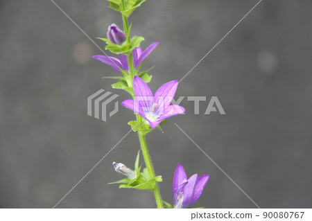 Flying snow Flying snow 90080767