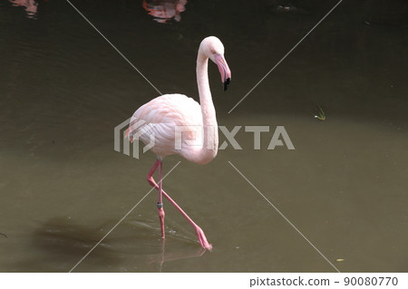 Flamingo Greater flamingo Flamingo Greater flamingo 90080770