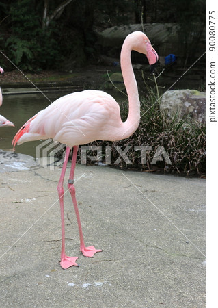 Flamingo Greater flamingo 90080775