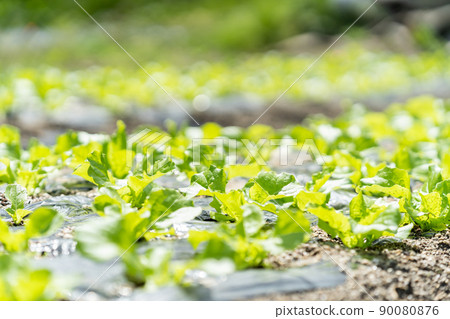 lettuce lettuce 90080876