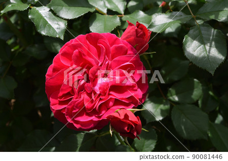 Spring roses: Thrill de Mona Lisa Spring roses: Thrill de Mona Lisa 90081446