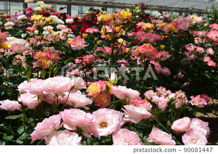 Spring roses: Charleston Spring roses: Charleston 90081447