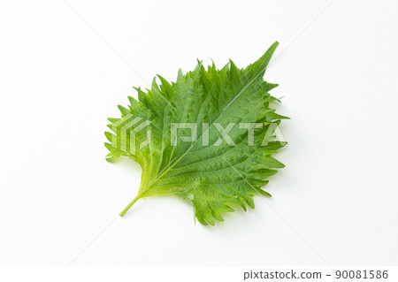 白葉白背 90081586