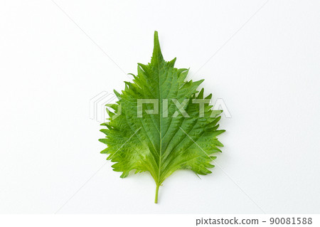 白葉白背 90081588