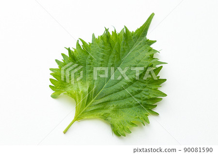 White leaf white back White leaf white back 90081590