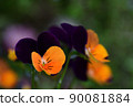 Viola flower up 90081884