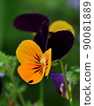 Viola flower up 90081889