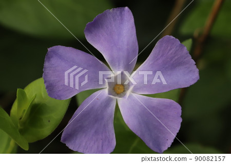 Purple periwinkle flowers blooming in the Japanese garden in spring 90082157
