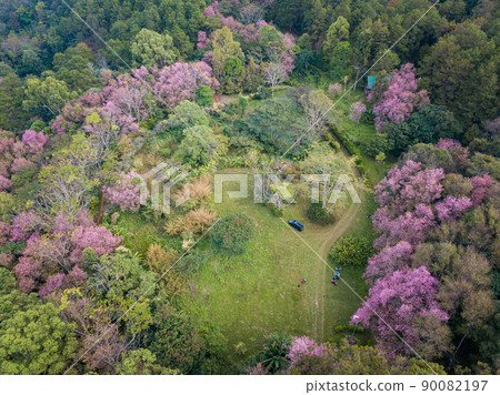 Aerial view of cherry blossom flowers blooming around the hill top of Doi Chang mountain in Chiang Rai province, Thailand. This mountain has rich mineral and soil for growing unique coffee. 90082197