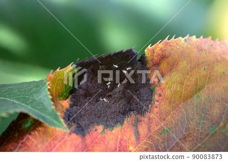 Symptoms of leaf damage by Aphis gossypii, macro 90083873