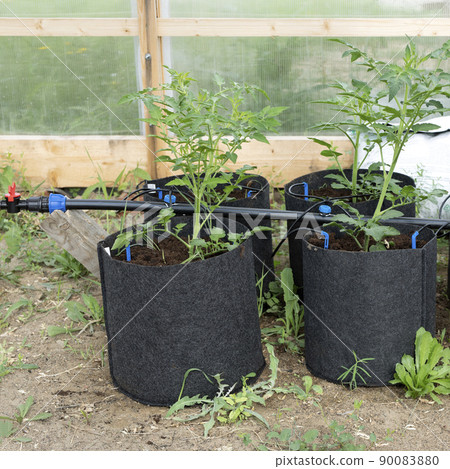 greenhouse with tomato plants and drip irrigation 90083880