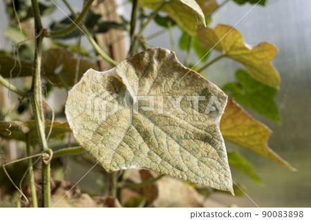 Spider mite colony. Tetranychus on cucumber plant covered with microscopic web. 90083898