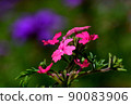 Up the flowers of Verbena 90083906