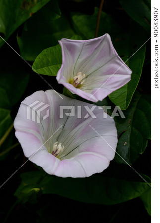 Daytime flower up 90083907