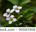 Watercress flower up 90083908
