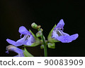Salvia flower up 90083909