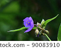 Virginia spiderwort flower up 90083910
