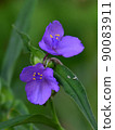 Virginia spiderwort flower up 90083911