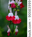 Cherry sage flower up 90083999