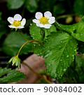 Strawberry flower up 90084002