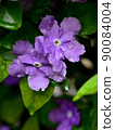 Brunfelsia latifolia flower up 90084004