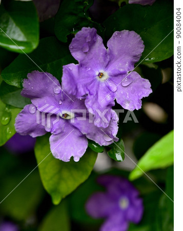 Brunfelsia latifolia flower up 90084004