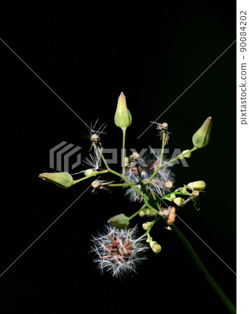 Up of the seeds of Oriental False Hawk 90084202