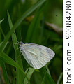 Up of the cabbage white butterfly that perches on the leaves 90084280