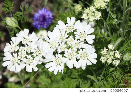 春天日本花園裡盛開的奧雷亞白花邊白花 春天日本花園裡盛開的奧雷亞白花邊白花 90084607