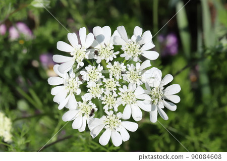 春天日本花園裡盛開的奧雷亞白花邊白花 春天日本花園裡盛開的奧雷亞白花邊白花 90084608