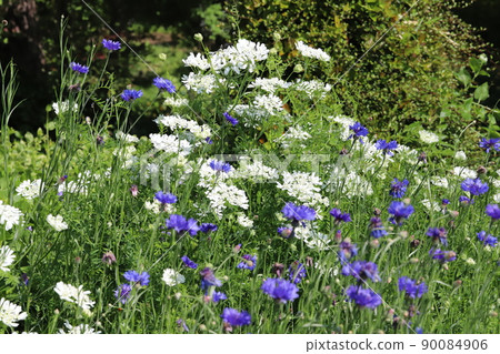 春天日本花園裡盛開的奧雷亞白花邊和矢車菊藍花 90084906