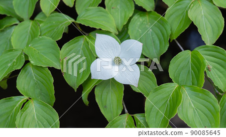Pokeweed flower Pokeweed flower 90085645