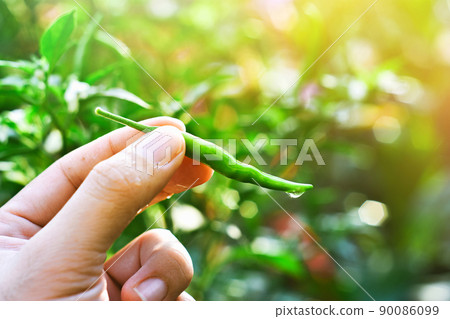 Fresh green chilli seeds in hand against a bokeh blurred background of a chilli garden 90086099