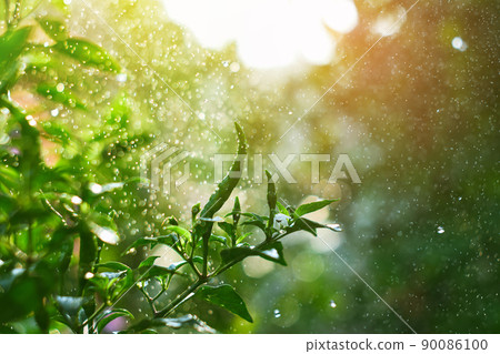 Fresh green chilli seeds on a chilli tree with a blurred background and morning sun 90086100
