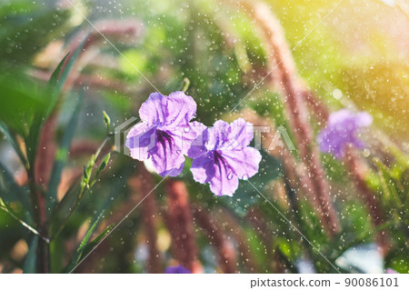 Mexican bluebell flowers in garden with a water droplets and morning sun 90086101