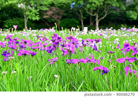 橫須賀菖蒲園盛開的鳶尾花和繡球花 90086270