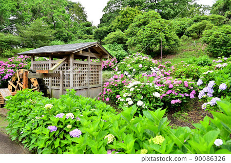Iris ensata and hydrangea in full bloom at Yokosuka Shobuen 90086326
