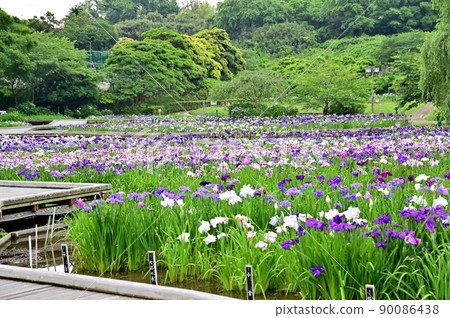 橫須賀菖蒲園盛開的鳶尾花和繡球花 90086438