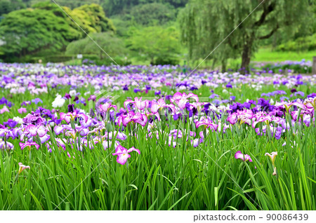 橫須賀菖蒲園盛開的鳶尾花和繡球花 橫須賀菖蒲園盛開的鳶尾花和繡球花 90086439