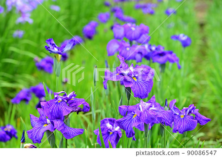 Iris ensata and hydrangea in full bloom at Yokosuka Shobuen 90086547