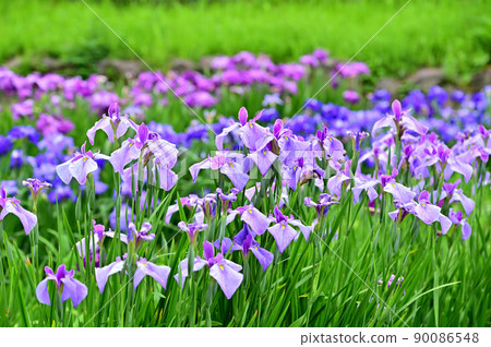 橫須賀菖蒲園盛開的鳶尾花和繡球花 90086548