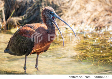 The glossy ibis, latin name Plegadis falcinellus, searching for food in the shallow lagoon. The glossy ibis, latin name Plegadis falcinellus, searching for food in the shallow lagoon. 90086648