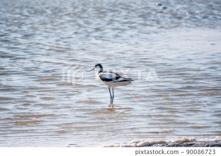 Water bird pied avocet, Recurvirostra avosetta, feeding in the lake. The pied avocet is a large black and white wader with long, upturned beak Water bird pied avocet, Recurvirostra avosetta, feeding in the lake. The pied avocet is a large black and white wader with long, upturned beak 90086723