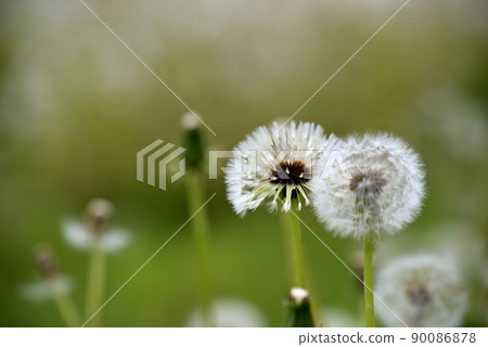 Dandelion's fluff 90086878