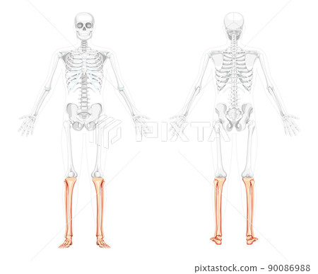 Skeleton leg tibia, fibula Human front back side view with two arm open poses with partly transparent bones position Skeleton leg tibia, fibula Human front back side view with two arm open poses with partly transparent bones position 90086988