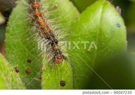 Lymantria 幼蟲(毛蟲) Lymantria 幼蟲(毛蟲) 90087230
