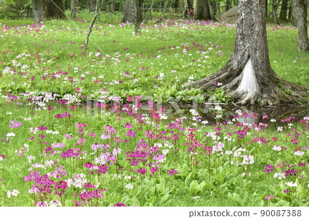 水邊盛開的粉紅色報春花 90087388